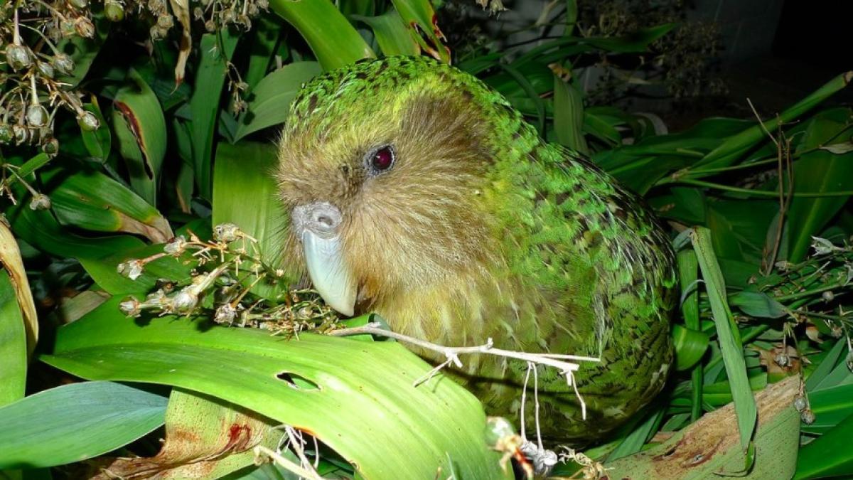 kakapo_papagal_gras_40242200