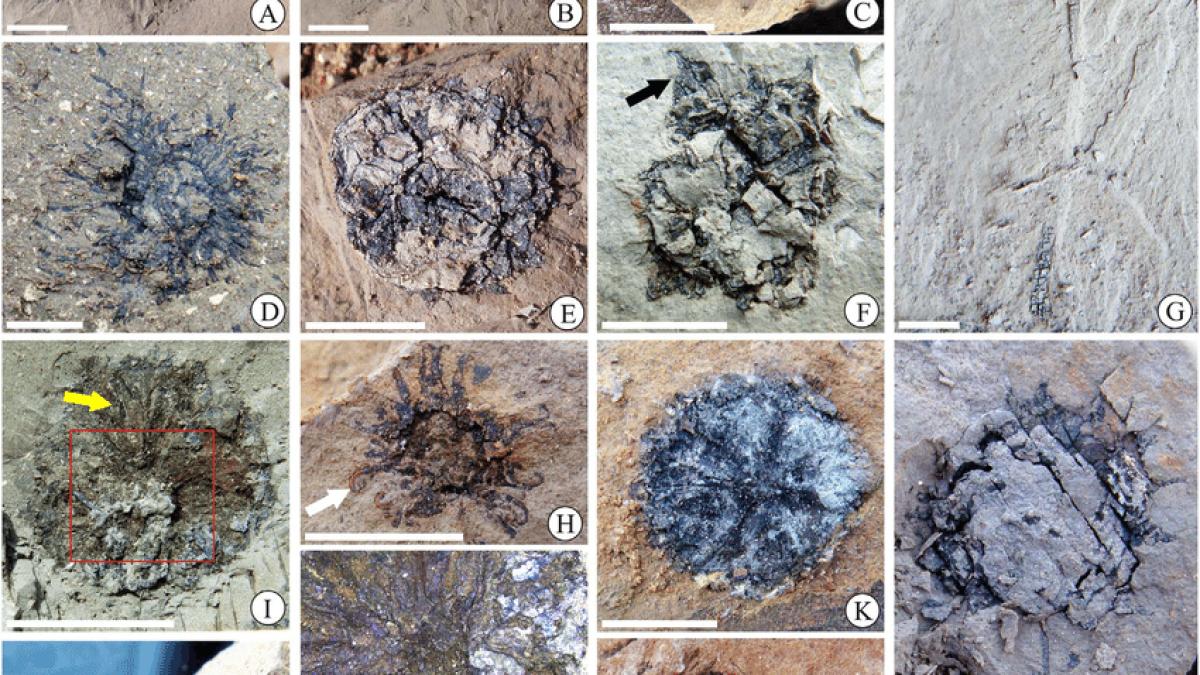 liquidambar-fujianensis-sp-nov-fossil-infructescences-a-overview-of-weathered_43930800