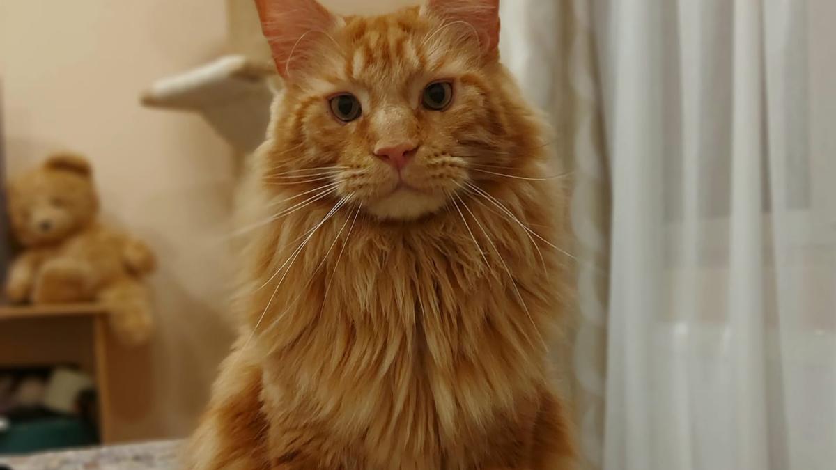 126855300_3835021693197200_6997663216958667559_o_34892900