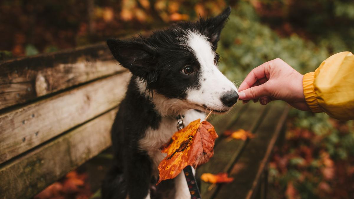 pexels-josh-hild-3009442_72215700