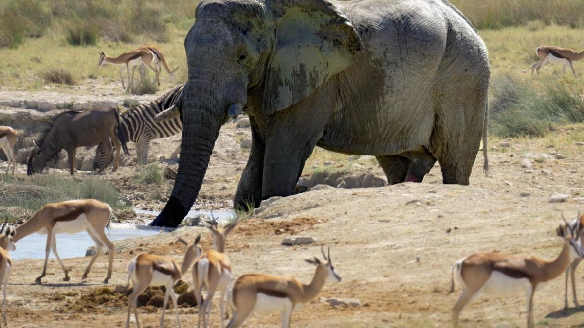 viata_salbatica_elefant_antilope_56443900