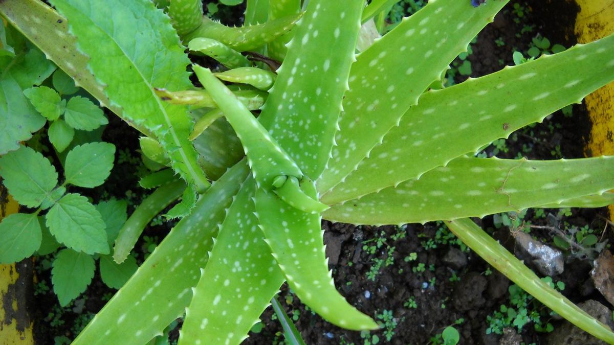 aloe_vera_43694100