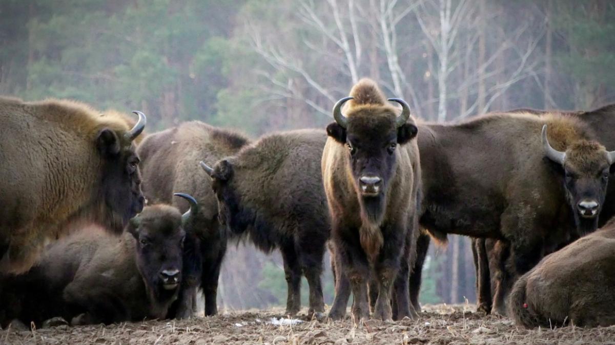 bizon_european_ilustrativ_55716900