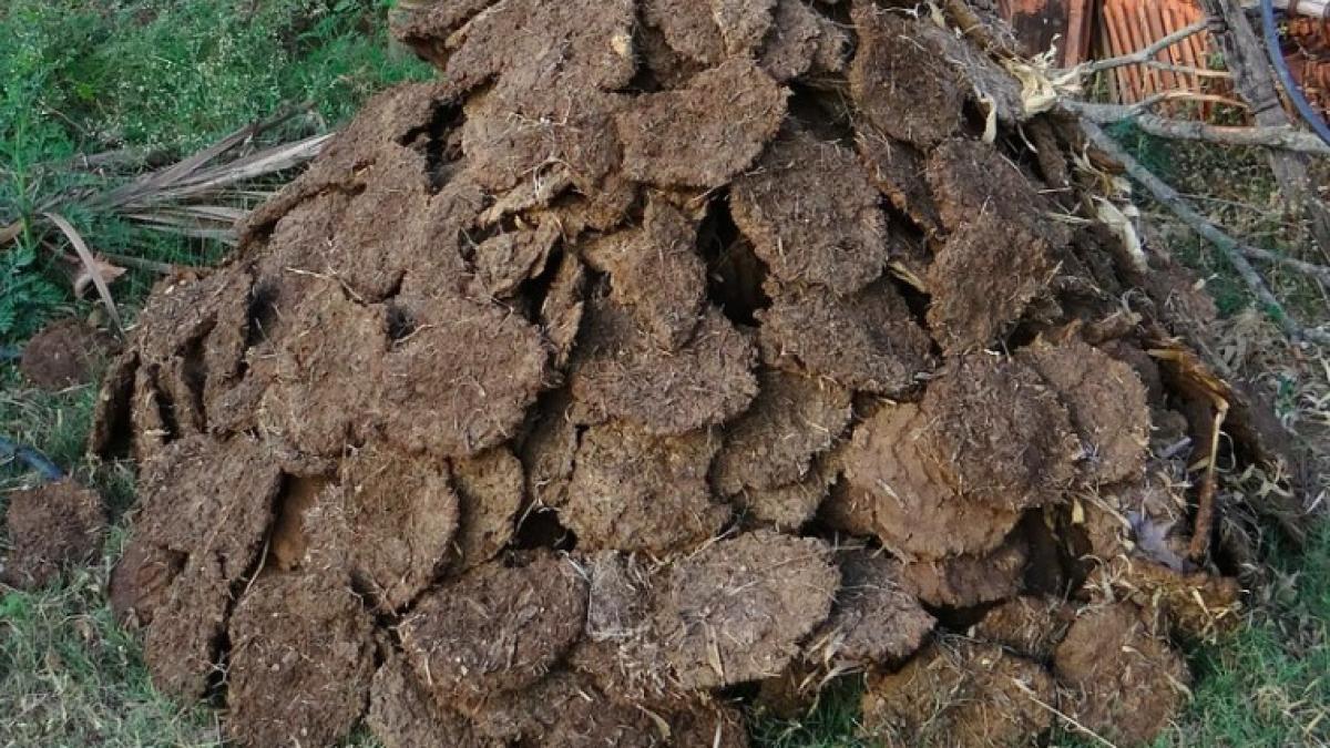 balega_cal_ilustrativ_pxb_52046600