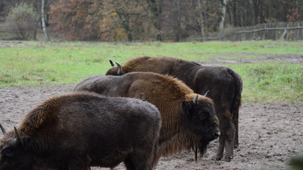 zimbri-fagaras-conservation-carpathia_daniel-bucur-2_95537000