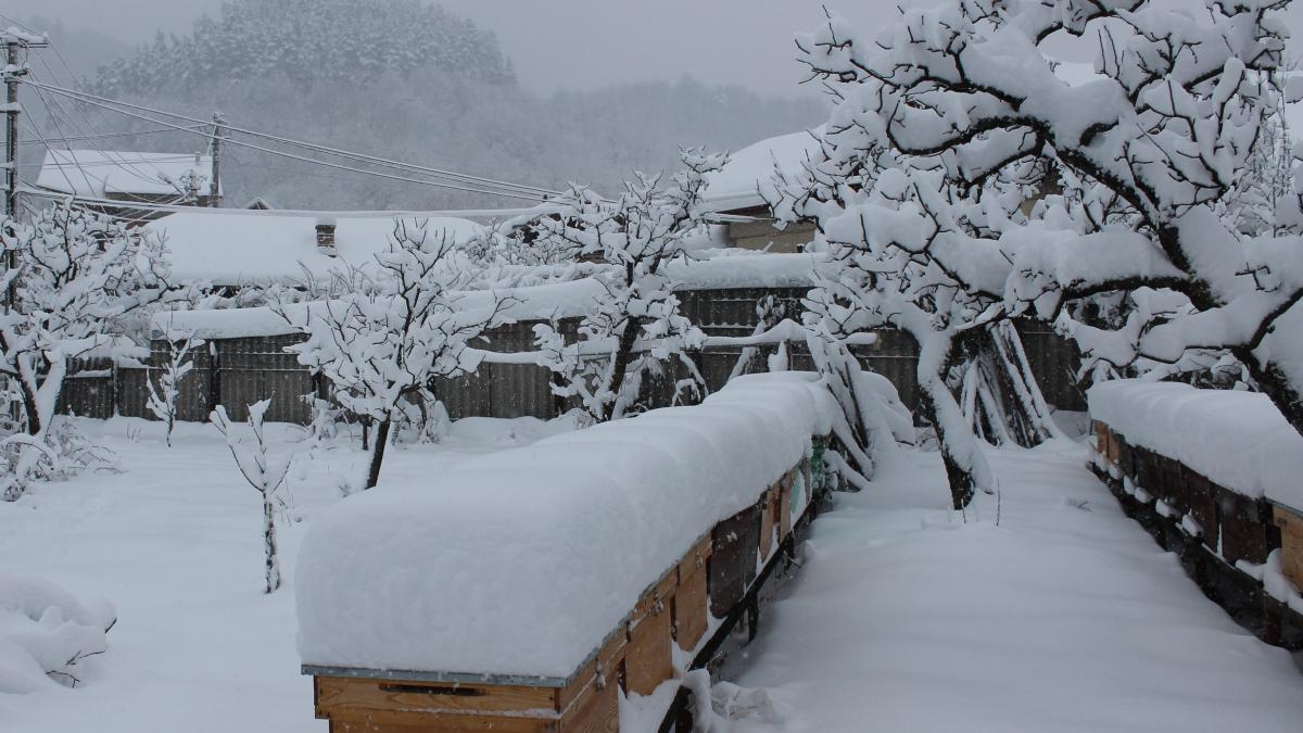 stupi-iarna1_99939000