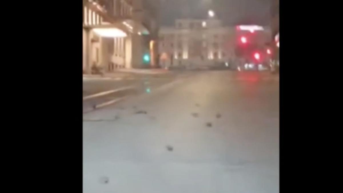 pasari-moarte-strada-captura-video_14286600