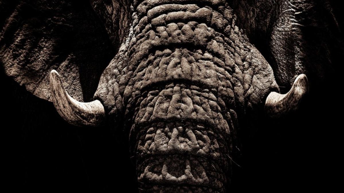 fildes_elefant_international_pxb_20258200