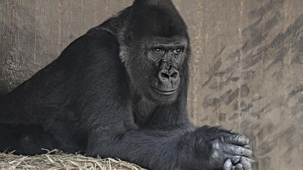 gorilla-massa-3563772_1920_05959900
