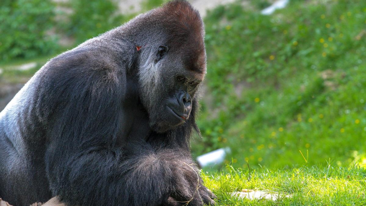 silverback_gorila_50844800