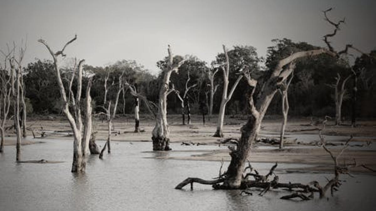 gardienii-potopului-bogdan-stanoevici_58600600