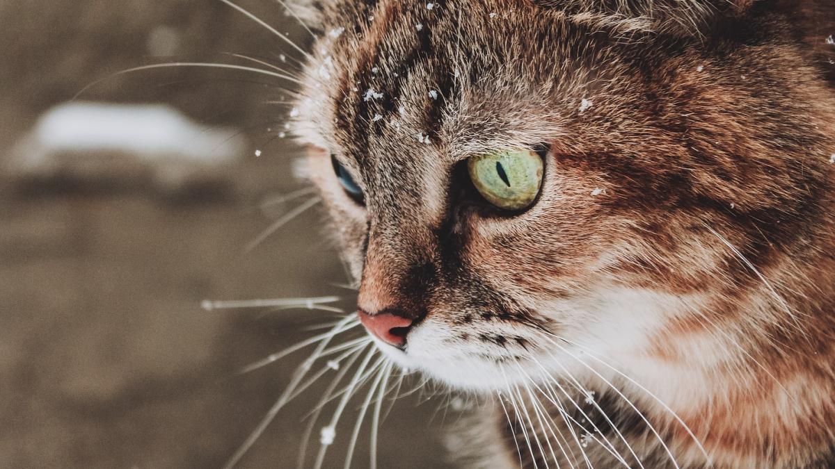 iarna--pe-placul-pisicilor--cele-mai-frumoase-pufosenii-in-zapada-galerie-foto-3_27556500