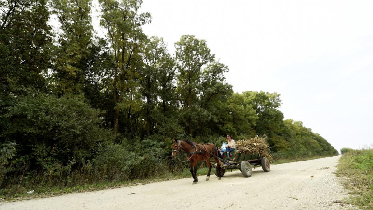 caruta_barbat_accidentat_lemne_68602200