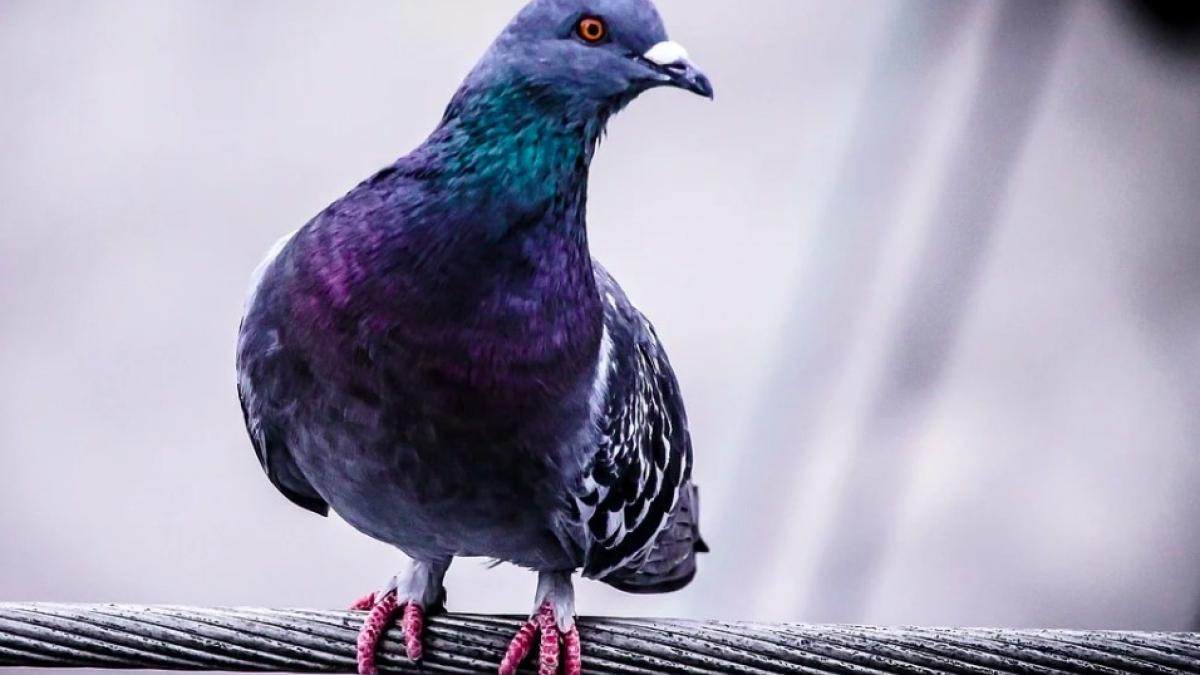 porumbelul-joe-ar-fi-strabatut-15-000-de-kilometri-din-sua-in-australia--incalcand-carantina--ar-putea-fi-salvat-de-la-eutanasiere-gratie-unui-inel-fals_09582600