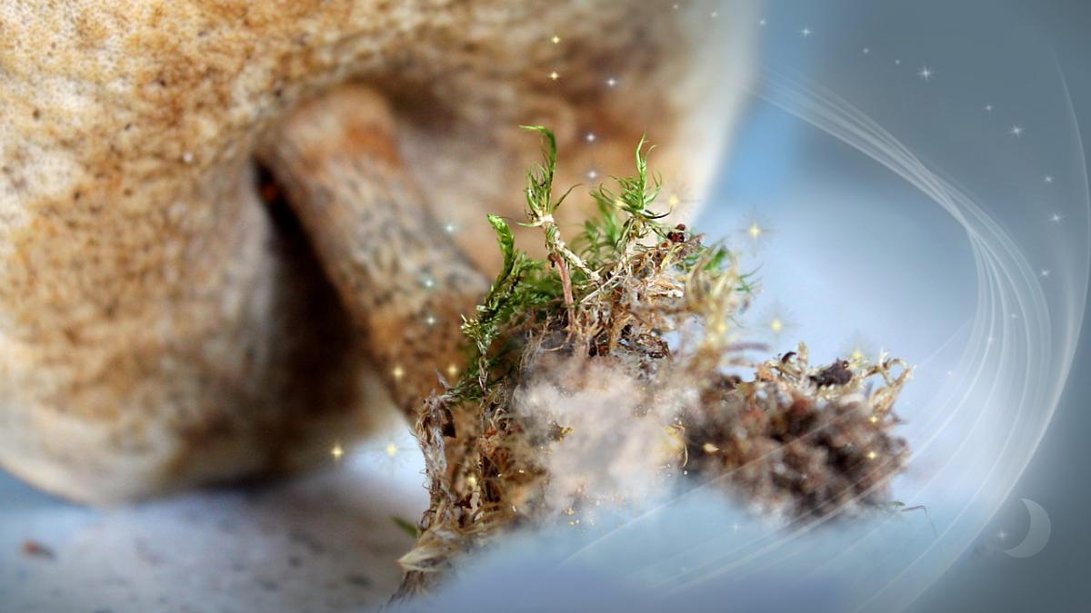 barbat_crescut_ciuperci_halucinogene_sange_68264300