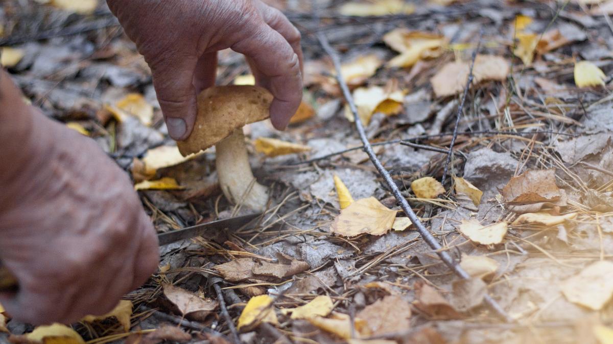 culegator-de-ciuperci-spania-rapire_07900000