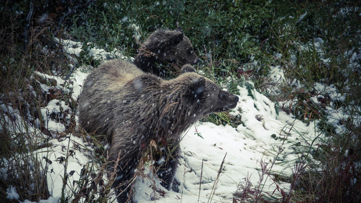 ursoaica-cu-trei-pui--in-plimbare-prin-sinaia--foto-pexels_68621200