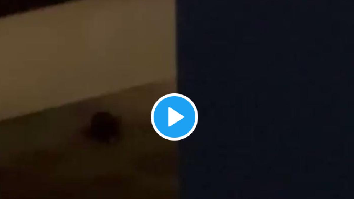 australian-open--jucatoarea-yulia-putintseva--vizitata-de-soareci-in-camera-de-hotel---video_53471900