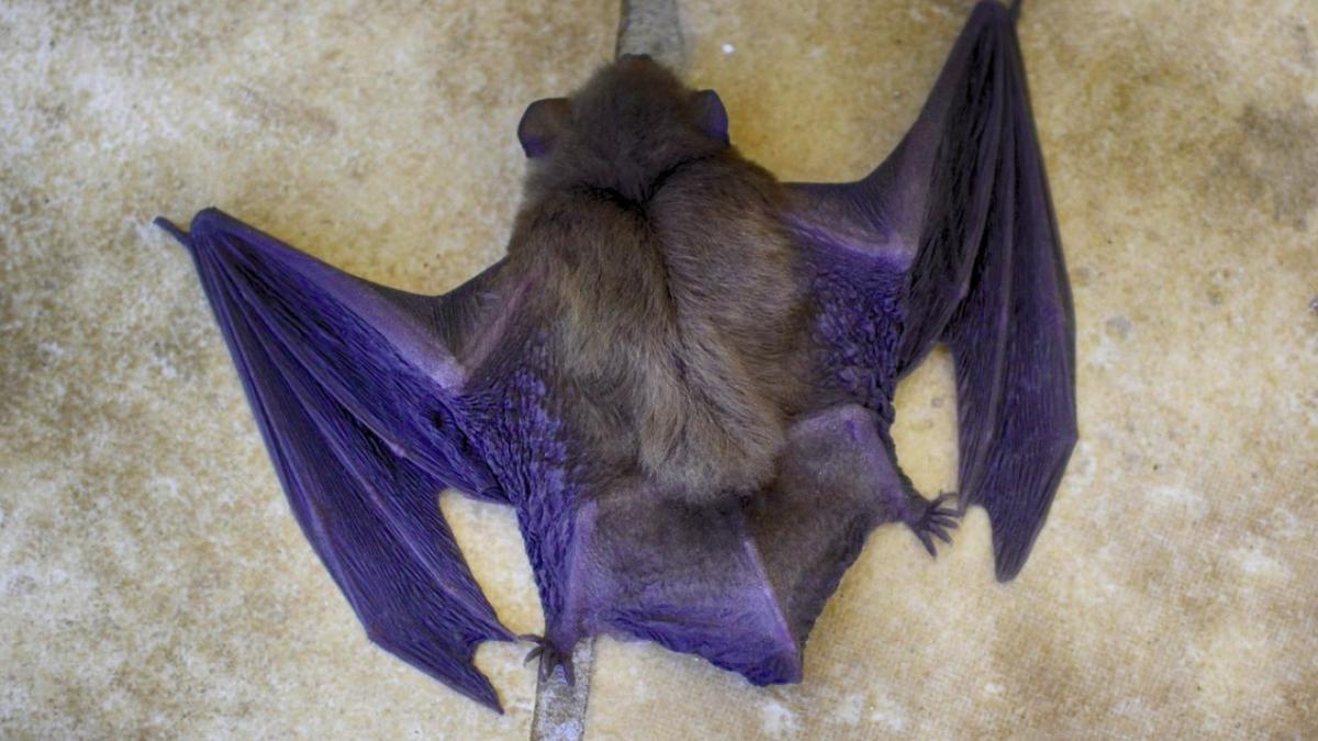 lilieci_dispozitive_de_urmarire_85900800