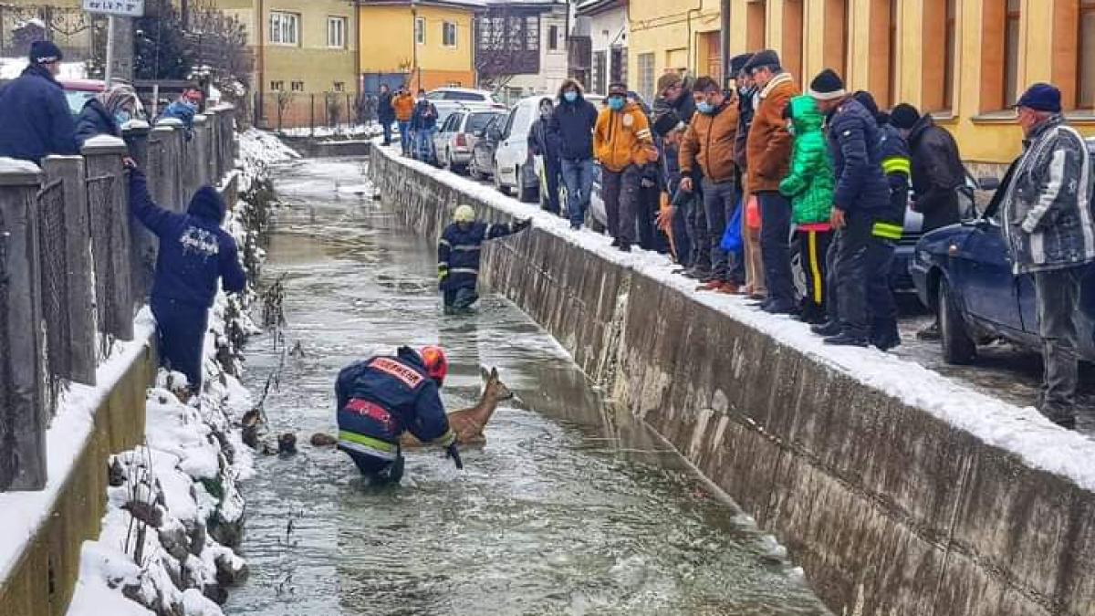 caprioara_foto_isu_alba_30371800