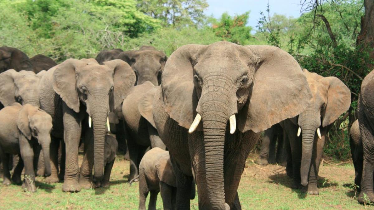 elefanti_africani_contorizati_cu_satelitul_99484600