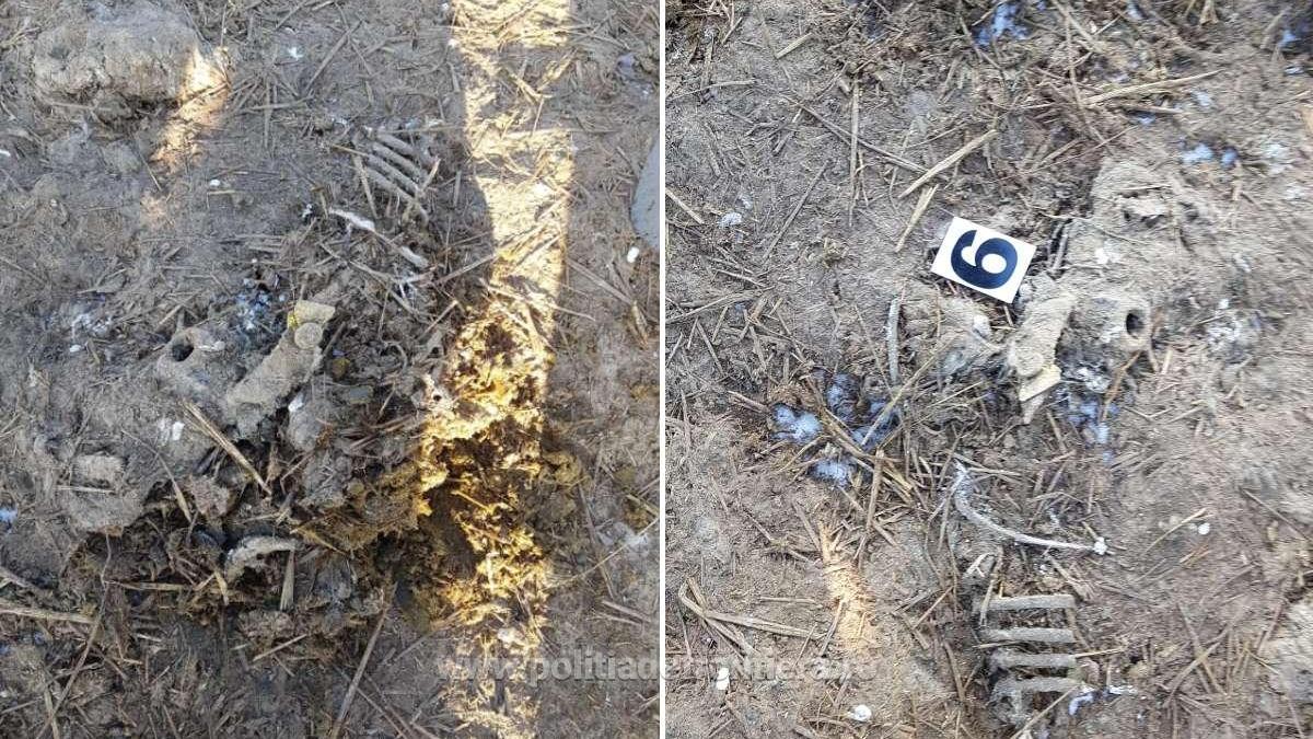 oi-ingropate-animale-moarte_14542700