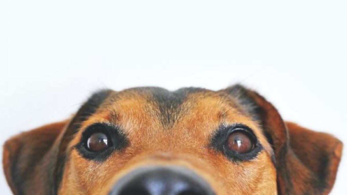 catel_poveste_turcia_spital_foto_pexels_94059800