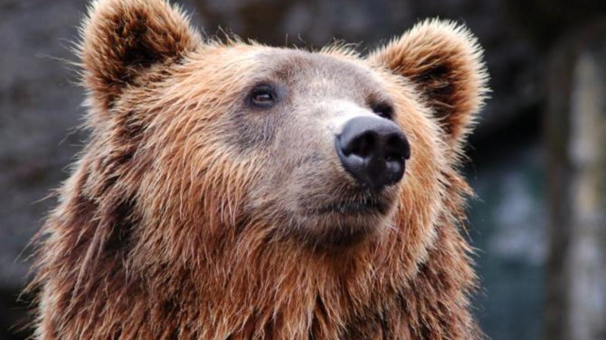 urs_foto_pexels_83616400