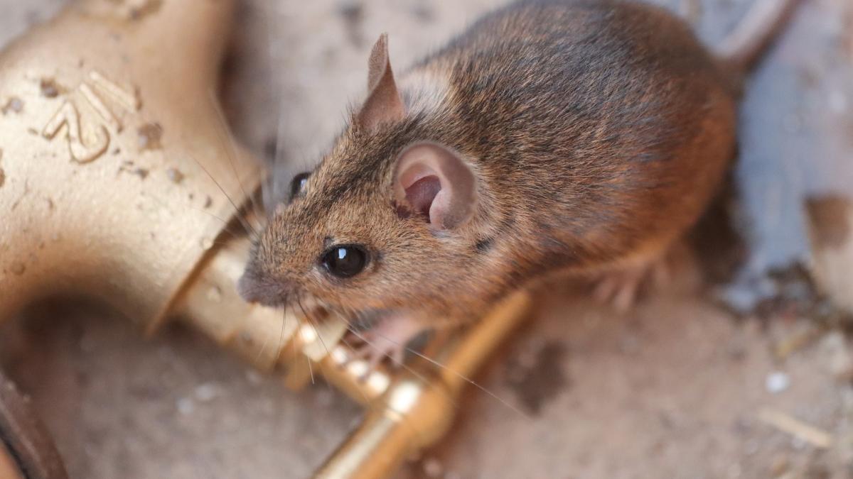 specie-soarece-pinatubo-redescoperit_20113500