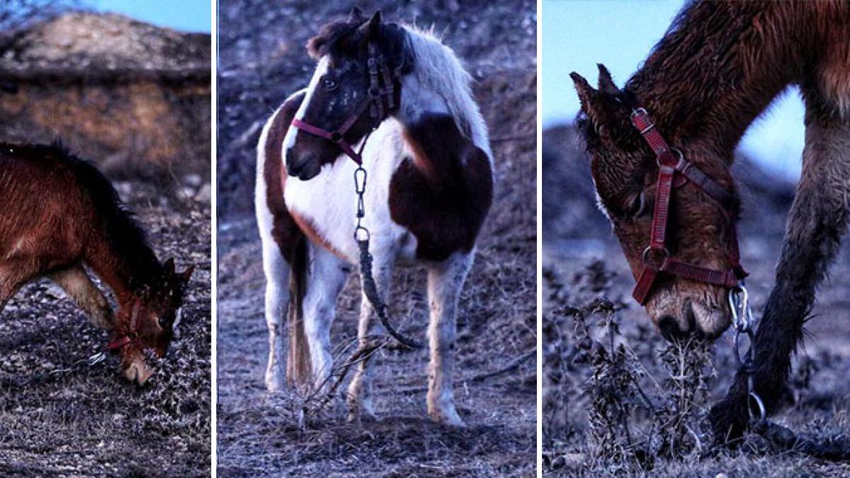 cai-abandonati-techirghiol_25913700