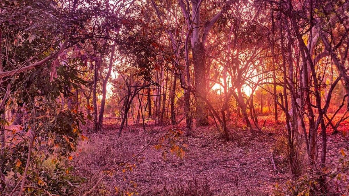 australia_desis_padure_barbat_supravietuire_08363100