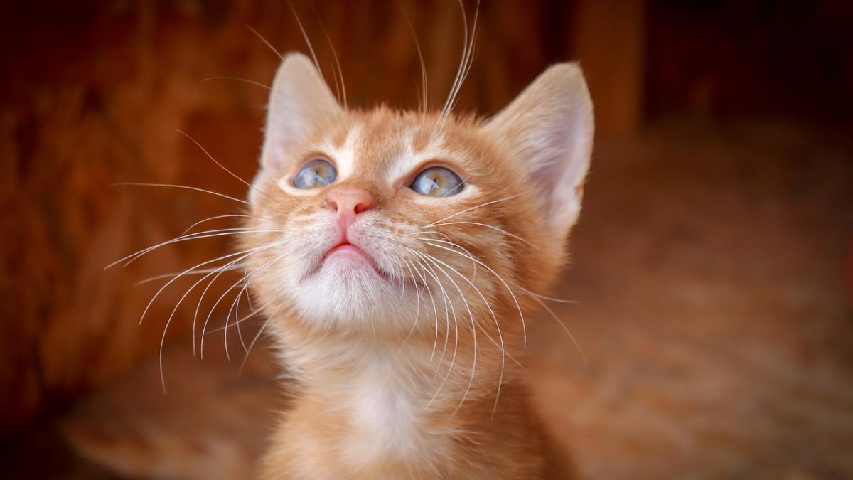 video_viral_pisica_opreste_bebelus_balustrada_05190200