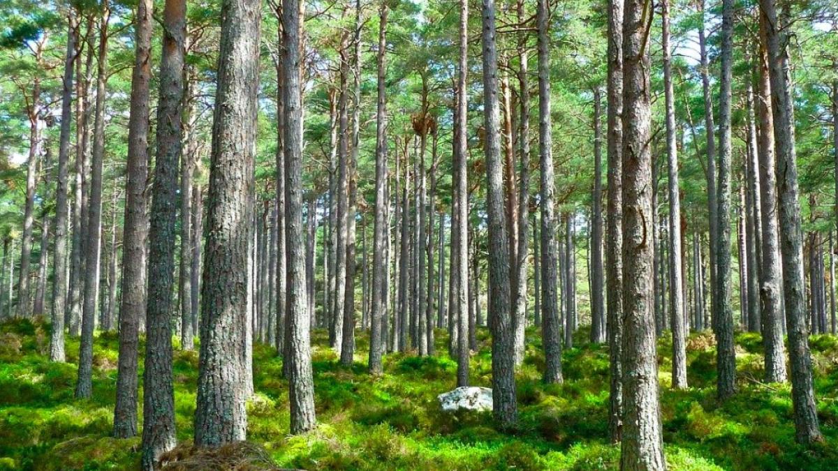 padure_defrisare_plantare_copaci_82880100