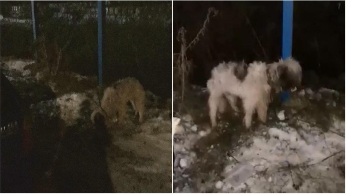 caine-abandonat-de-trei-zile--a-fost-legat-cu-lantul-de-un-stalp--politia-ar-fi-refuzat-sa-intervina--video_63118400