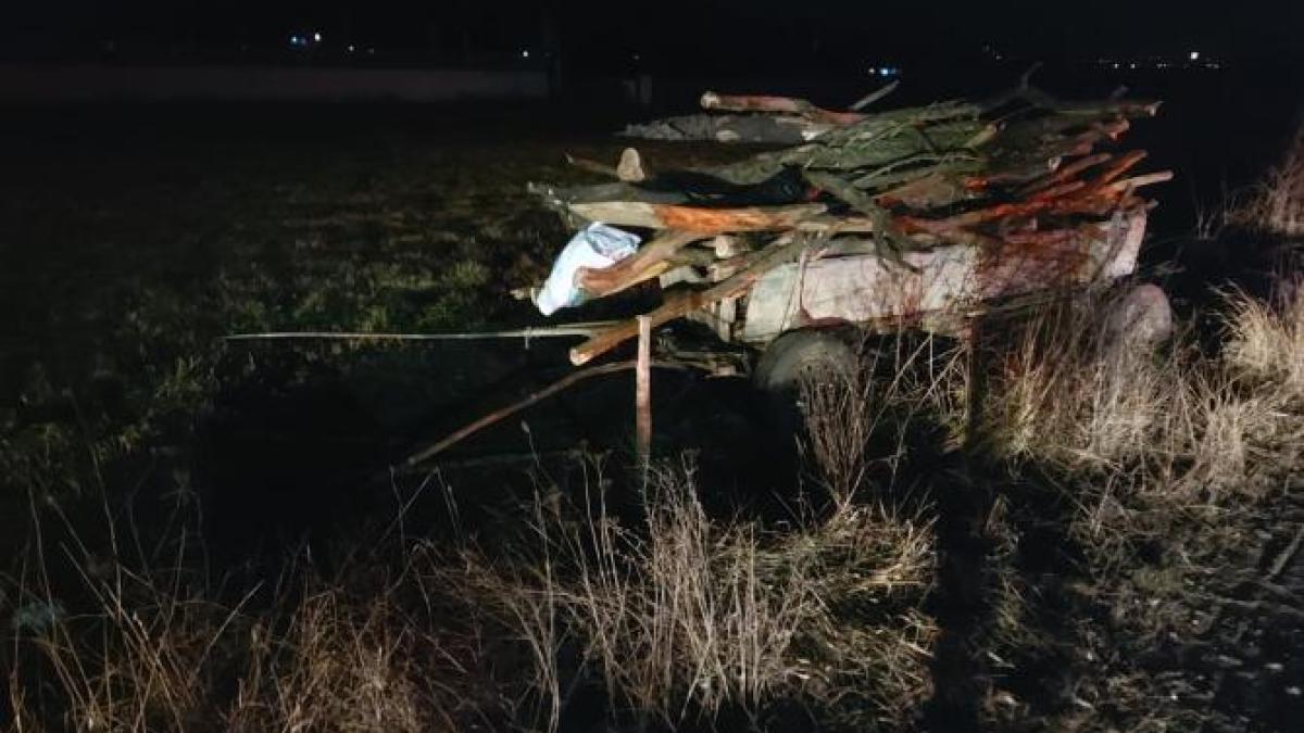 caruta-noaptea-lemne_96201400