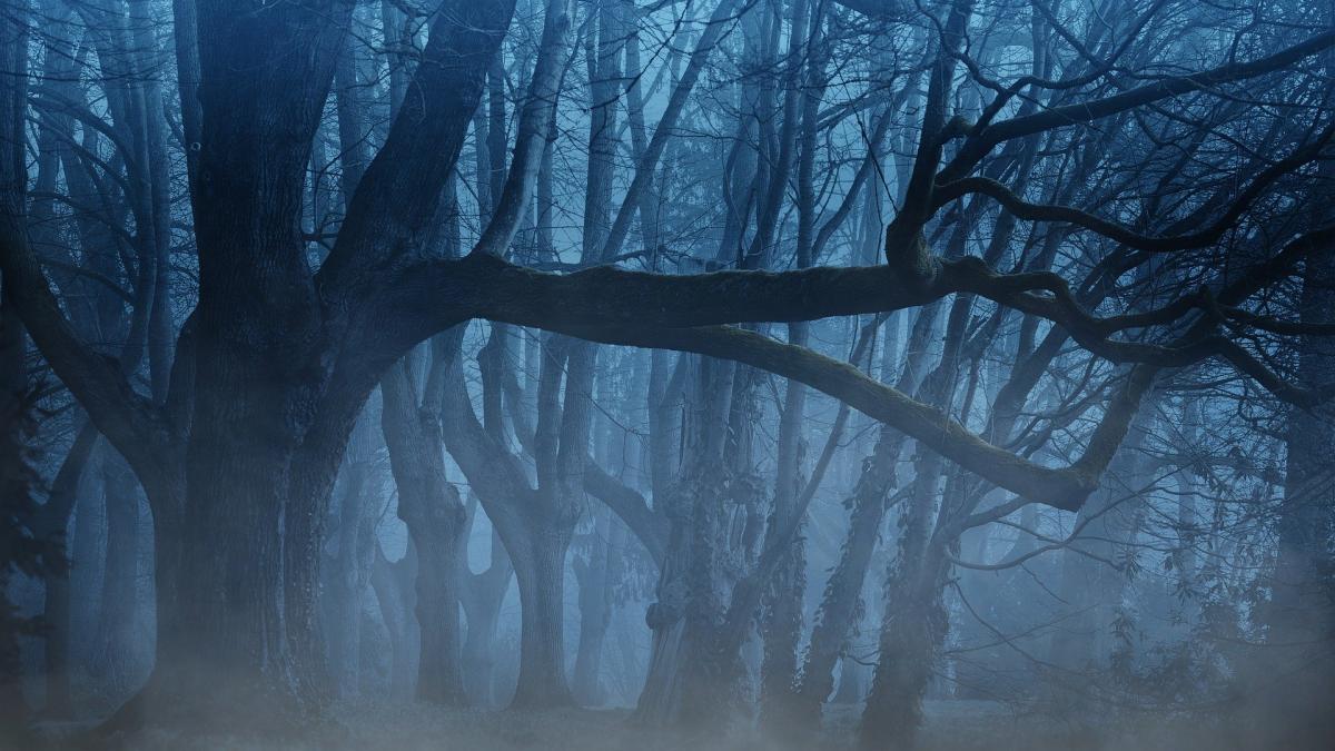 copac-ceata-padure_52353100