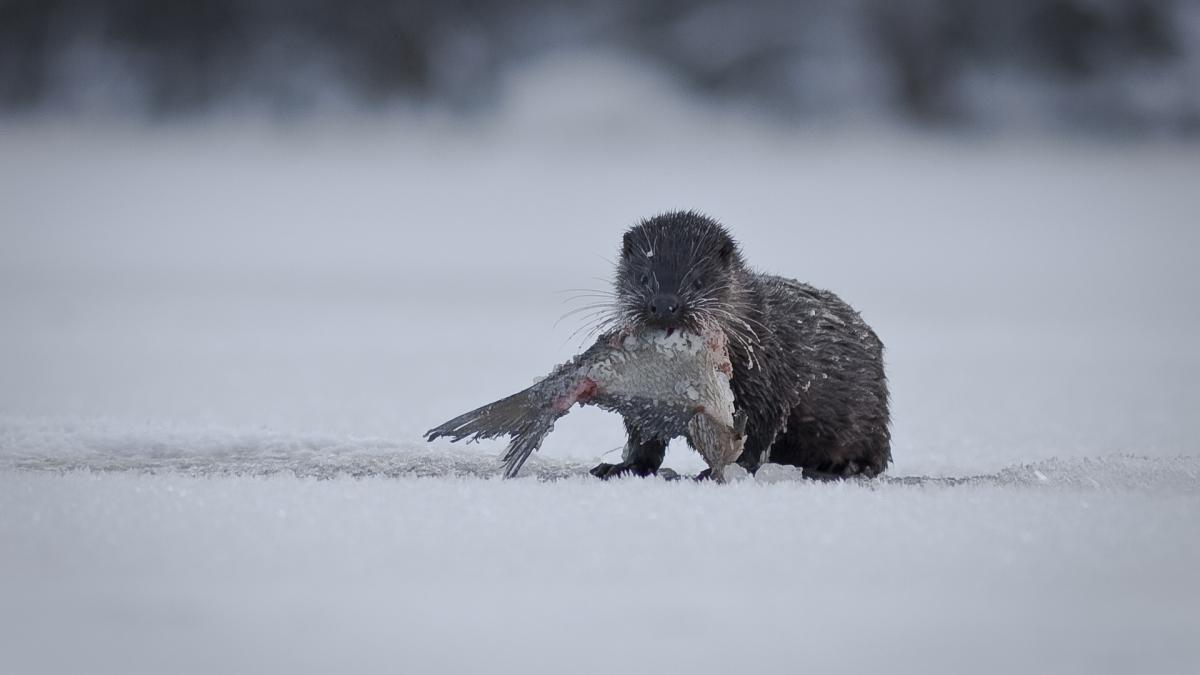 imagini-vidra-romsilva-parcul-national-defileul-jiului_48082000