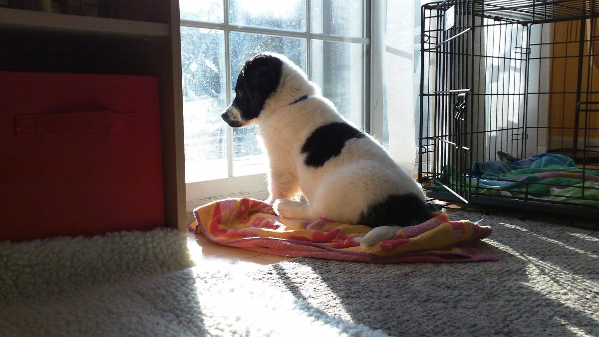 imaginea-care-iti-face-inima-bucati--un-catelus-se-incalzeste-sub-urechea-unui-caine-mort-foto_06454400