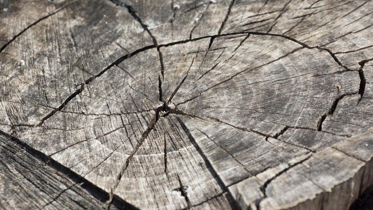 material_lemnos_de_140000_lei_confiscat_botosani_86809100