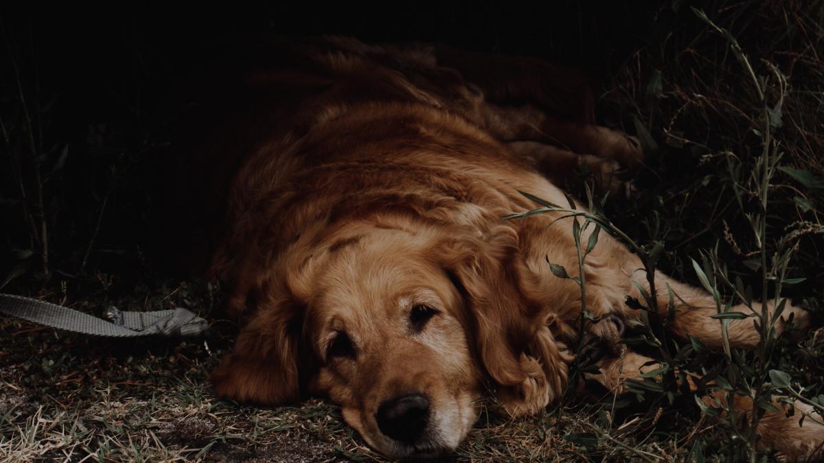 povestea-trista-a-unui-caine-din-suceava_67215700