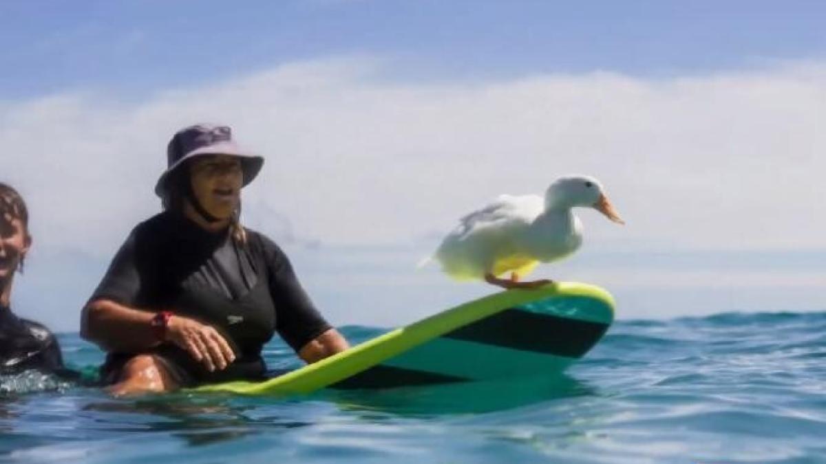 rata-surf-plaja-australia_38033600