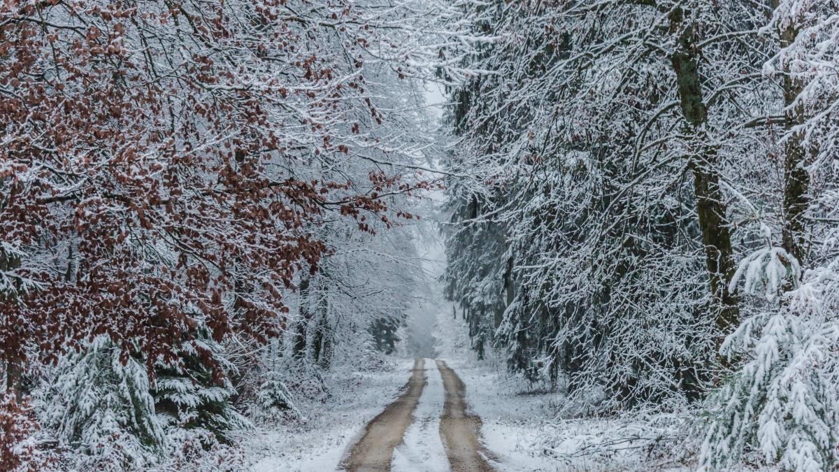 iarna-pexels-street-donkey-3705738_95779800