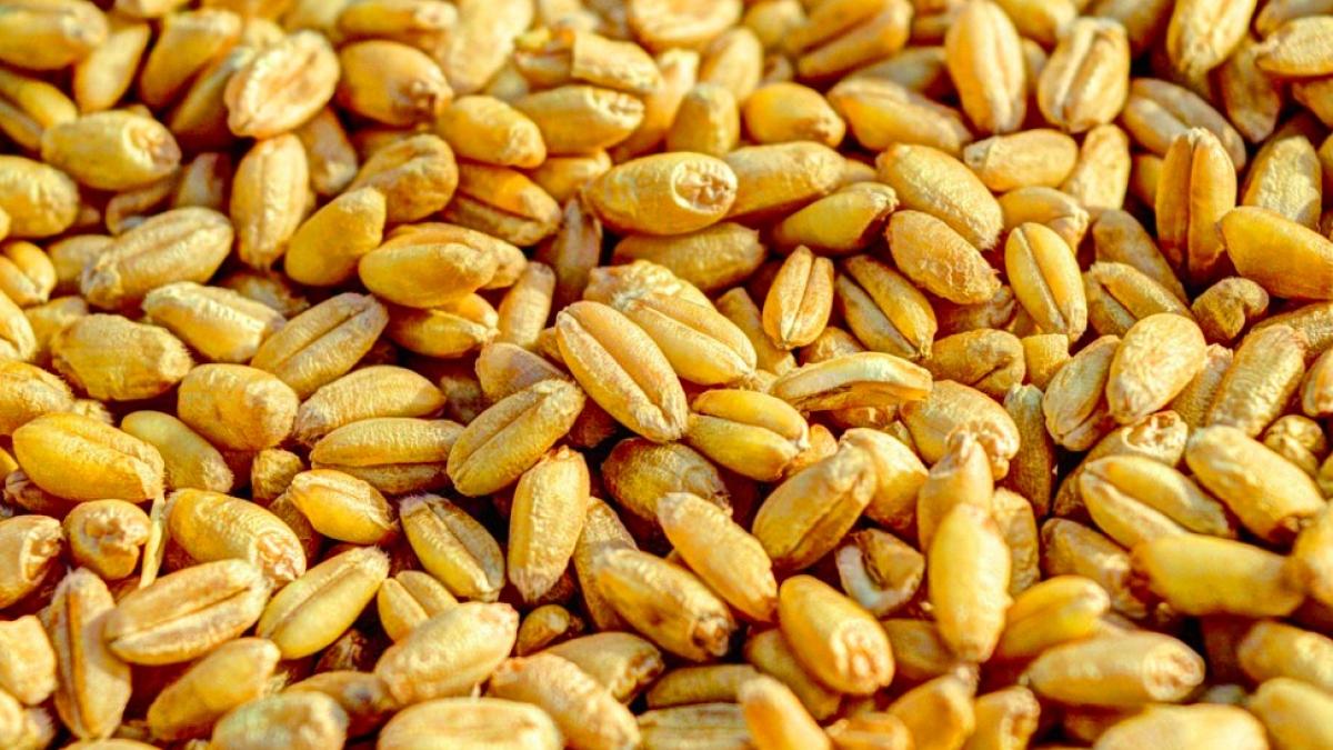 alimentatie_pe_baza_de_plante_94313800