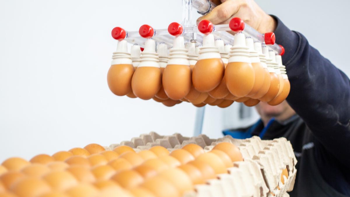 ansvsa--controale-in-sectorul-avicol--ce-nereguli-au-descoperit-inspectorii_28515200