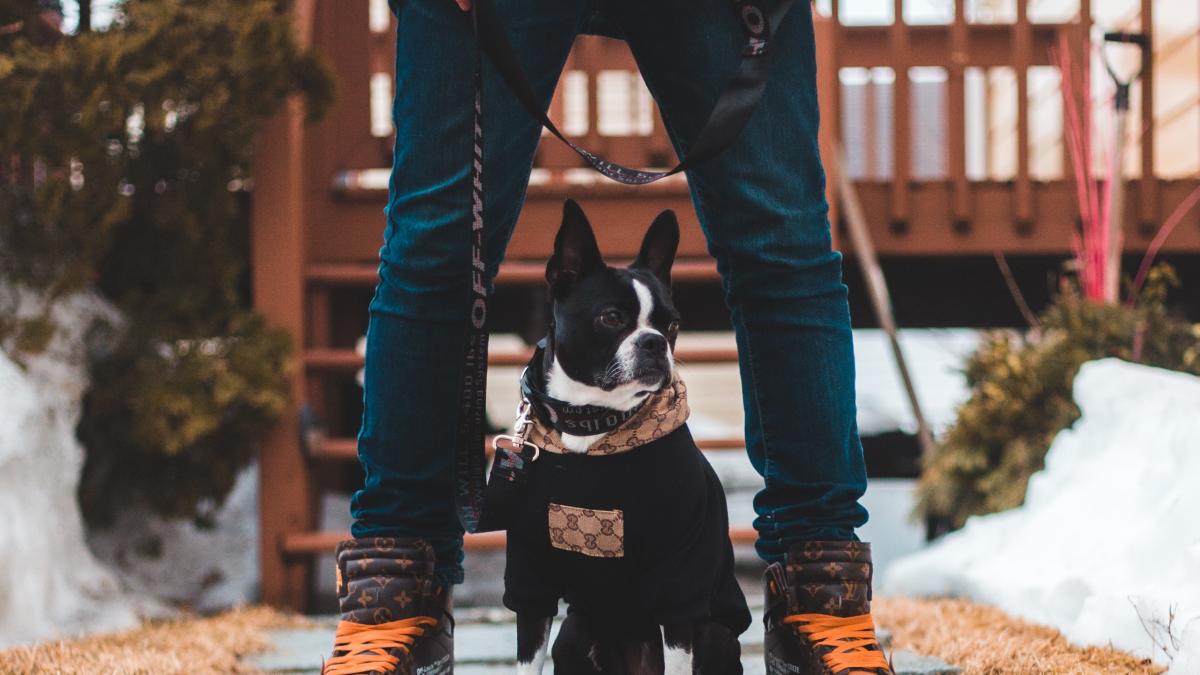 caini-dresati-in-germania-pentru-detectarea-coronavirusului_66644900