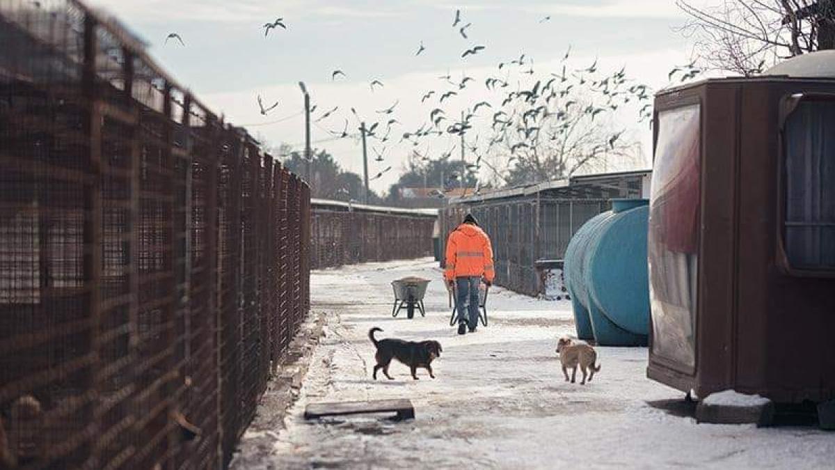 cainii-victime-colaterale-ale-scandalului-armand_12129600