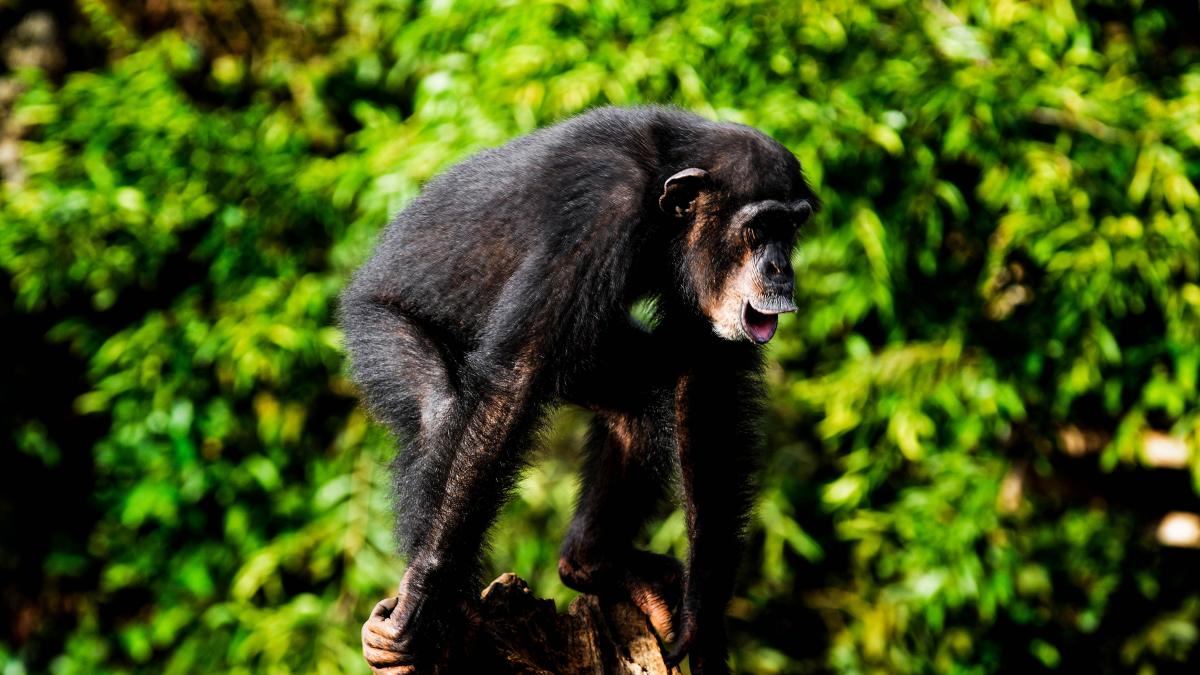cimpanzei-morti-in-africa-din-cauza-unei-boli-necunoscute_45964900