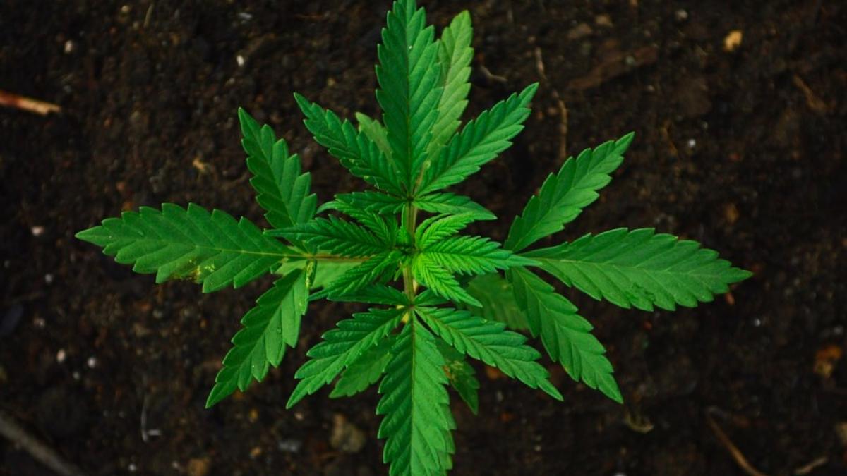 canabis_vlad_ciurea_tratament_95112400