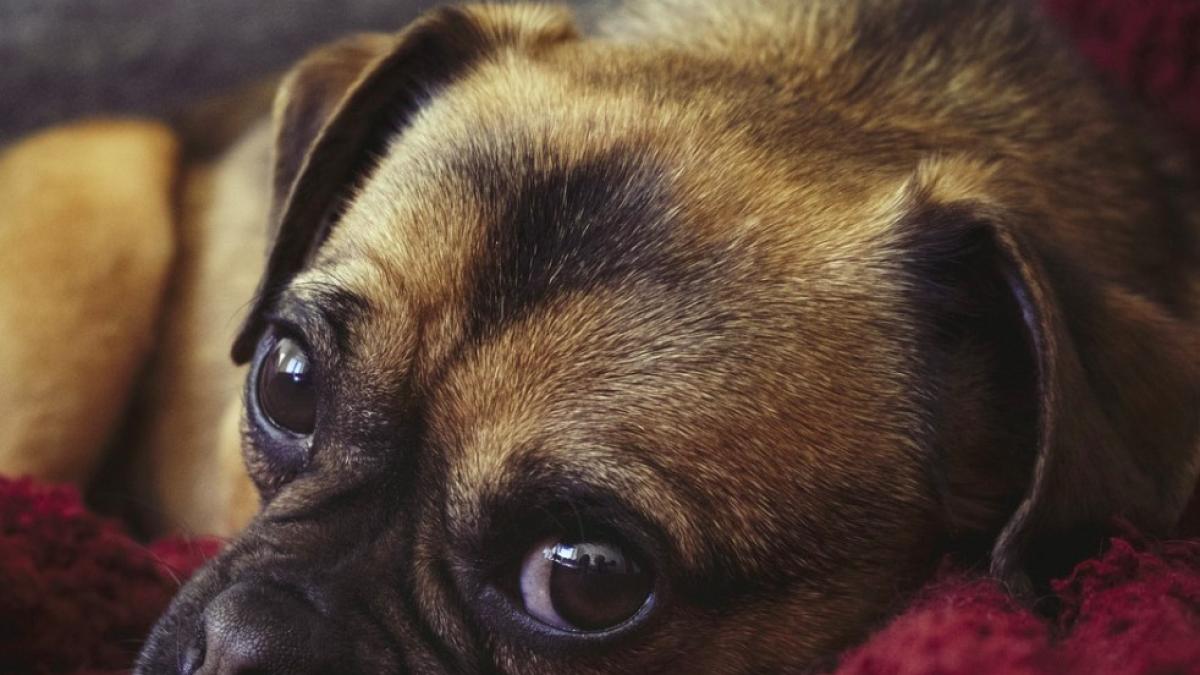 caine_septicemie_mama_muscatura_05892600