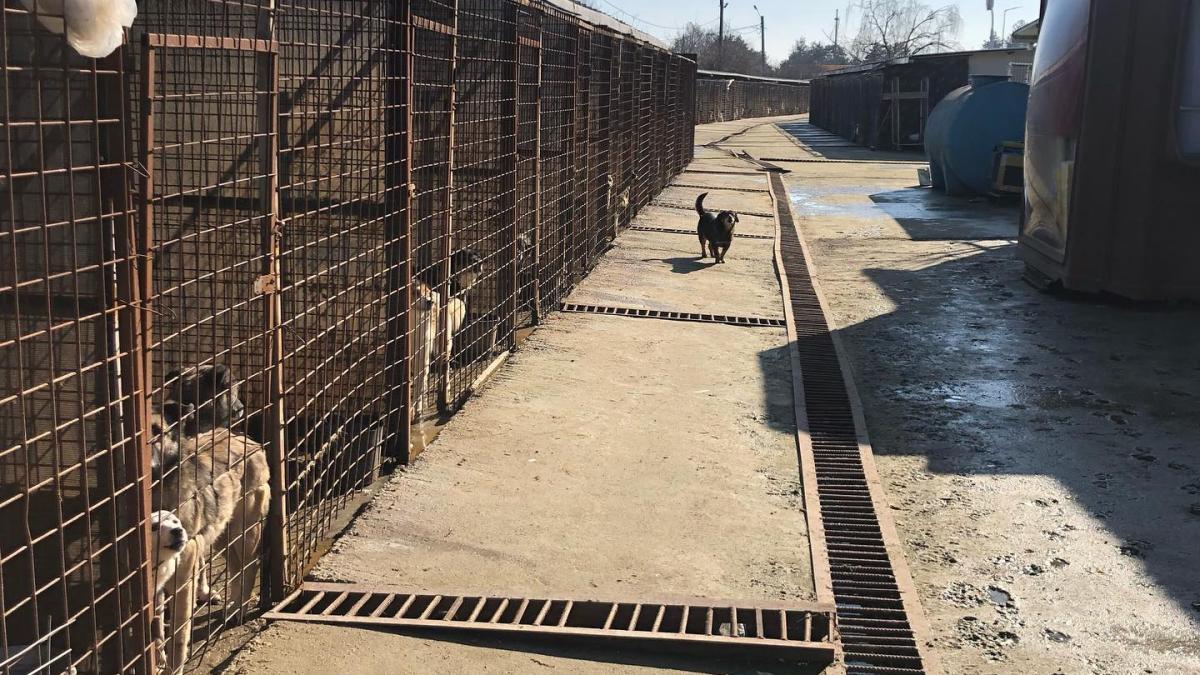 tudor_ionescu_adapost_mesaj_armand_fb_72593000